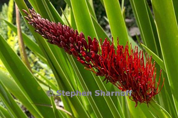 xeronema callistemon 2 graphic